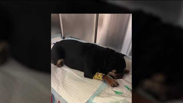Police: Puppy burned with blow torch in Washington County - Vimarsana News
