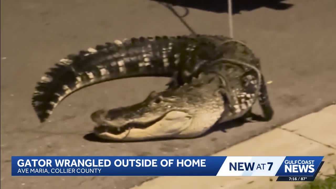 Florida man opens his front door to find a massive gator: Watch the capture
