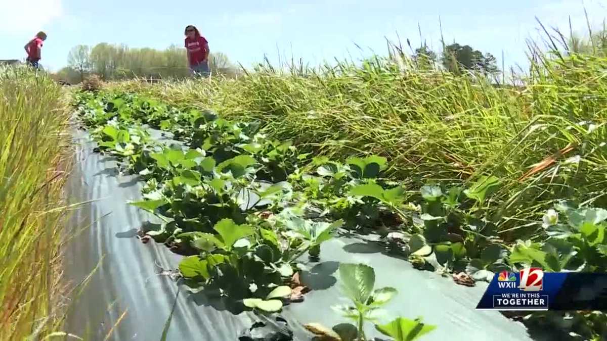 With adjustments for COVID19, strawberry season is still a go