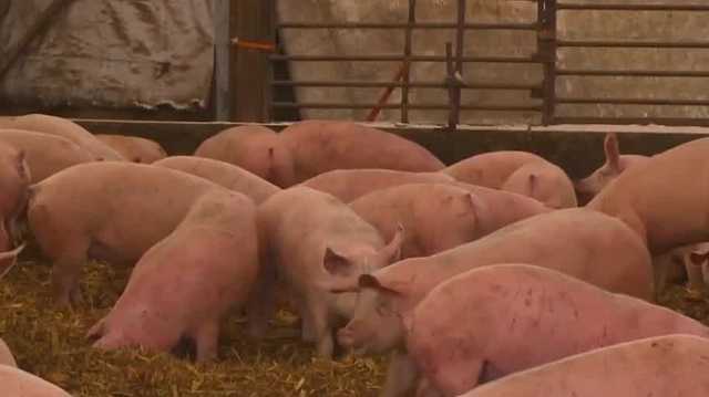 Iowa among 14 states to fight Massachusetts pork law - Vimarsana News