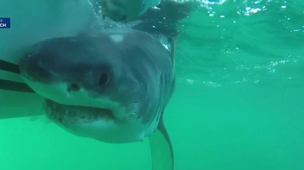 Scientists are turning sharks into hurricane trackers by using them as roaming ocean sensors