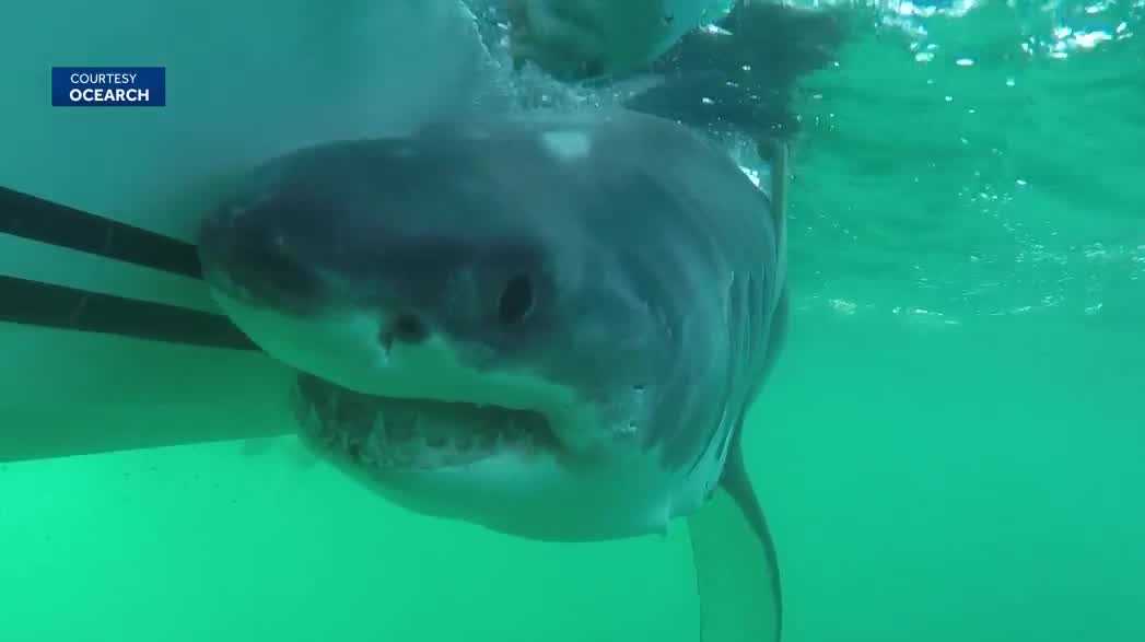 Sharks used as ocean sensors to aid hurricane research - WBBH
