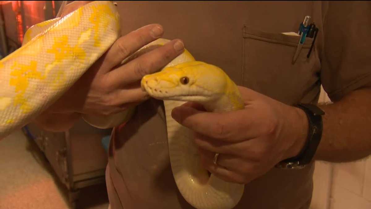 Bad smell leads to discovery of dozens of snakes