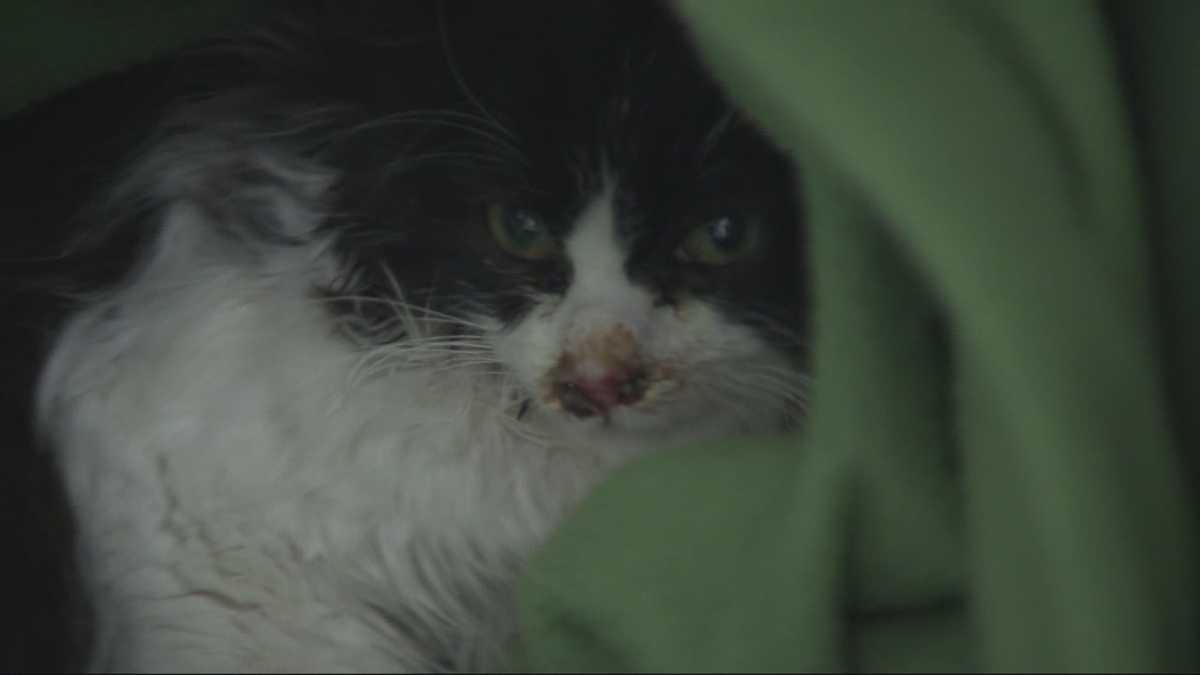 Man helps rescue kitten reportedly thrown from vehicle