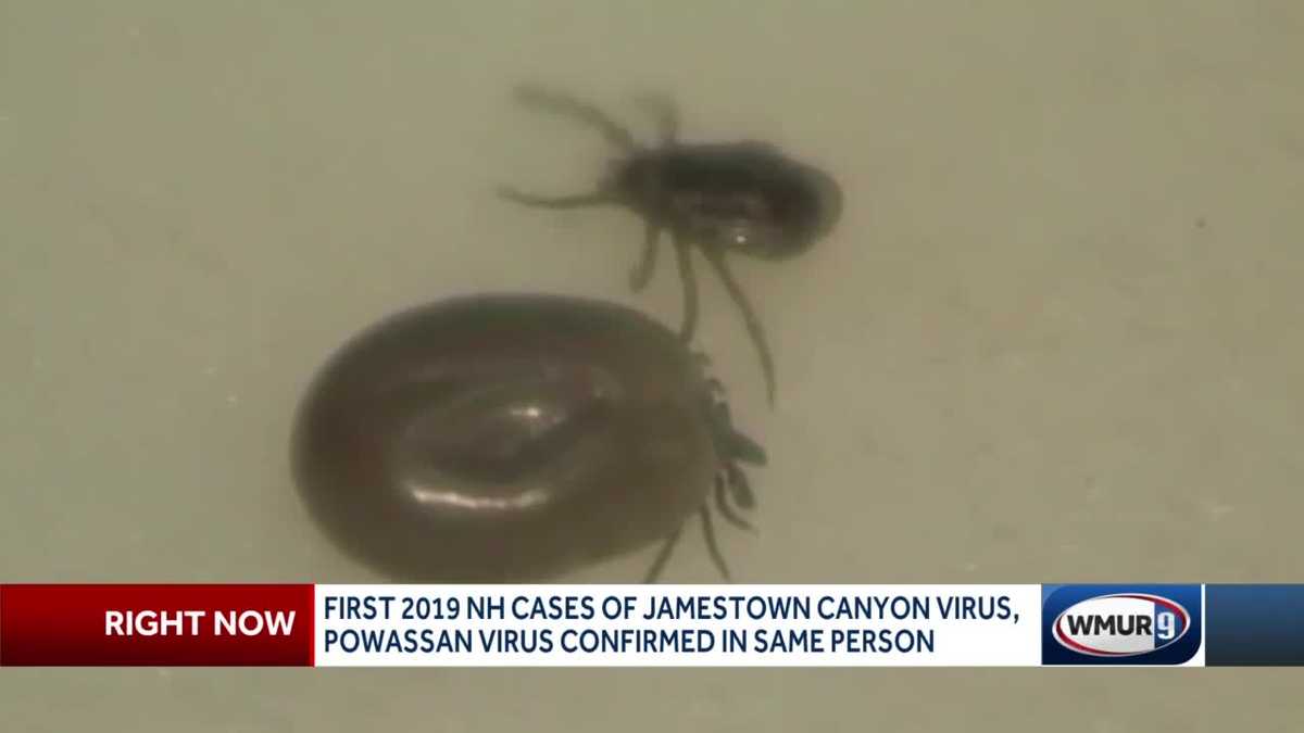 Kingston adult infected with Jamestown Canyon, Powassan viruses - WMUR Manchester thumbnail