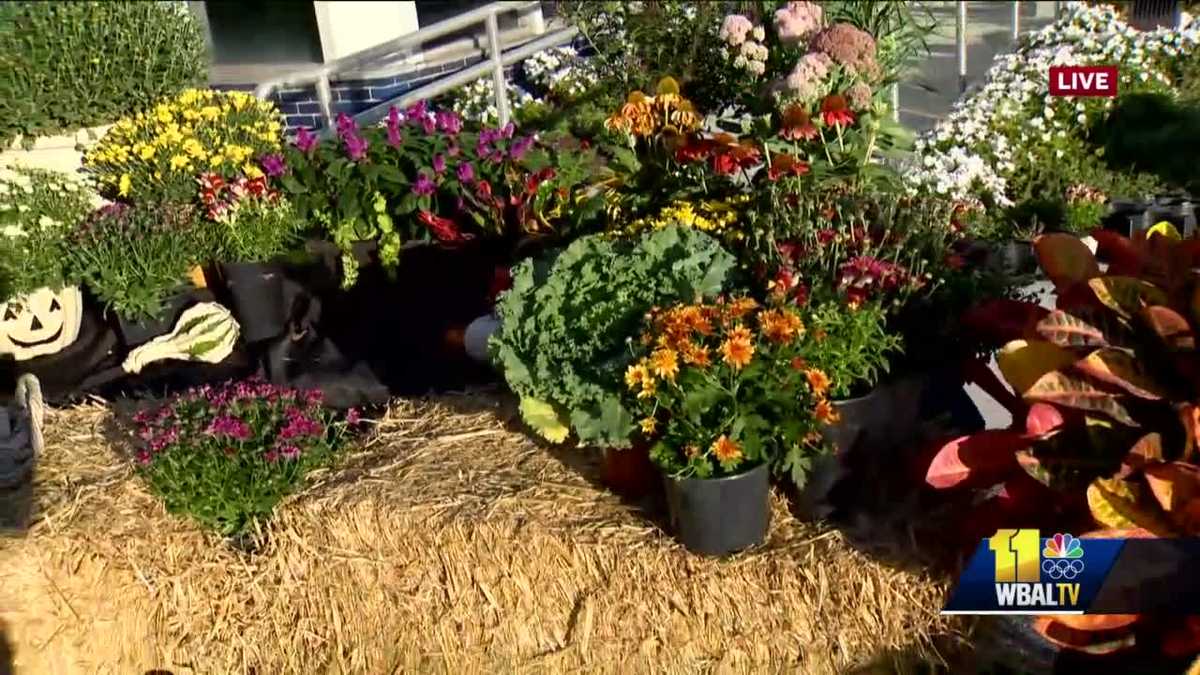 Bell Nursery shows off some plants and flowers perfect for the fall