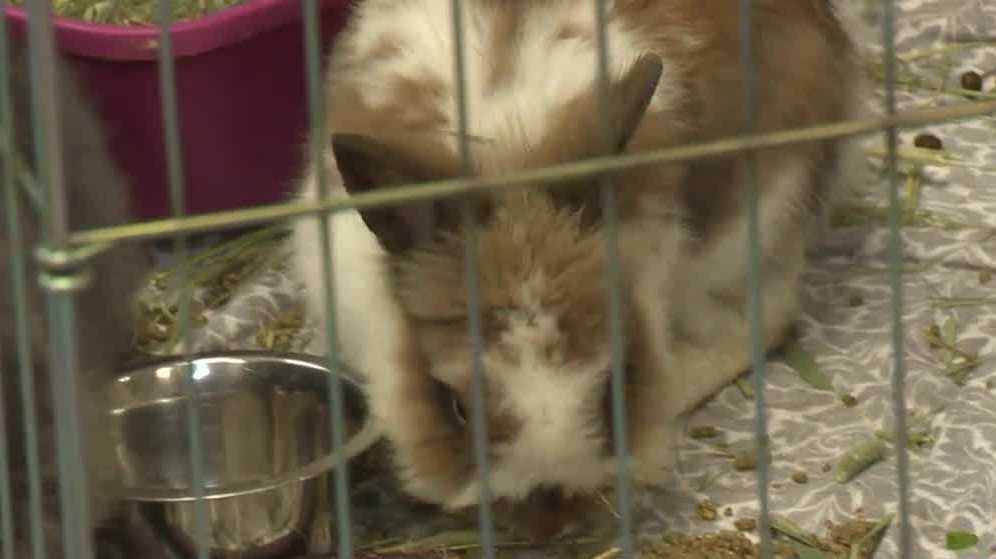 Placer SPCA overrun by rabbits, seeks fosters
