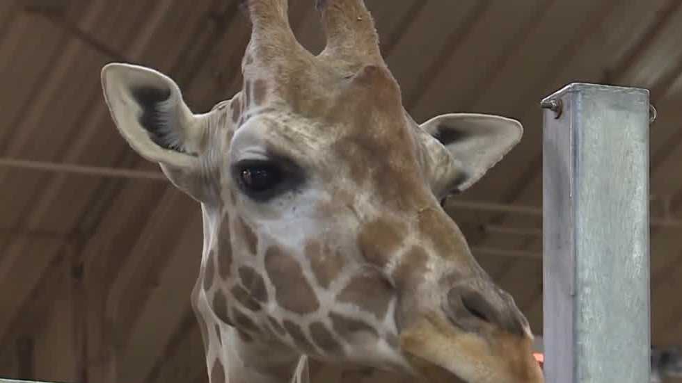 Henry Doorly Zoo says new giraffe calf expected to arrive soon