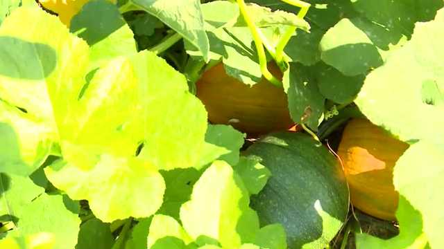 Hot, dry weather has some pumpkin patch owners worried - Vimarsana News