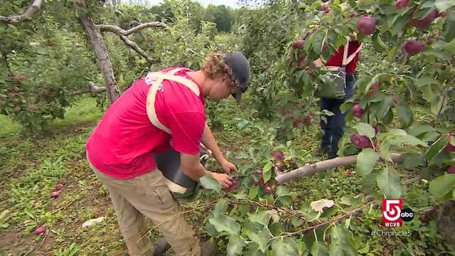 Mass. apple orchard offers unique farm-to-table meals - Vimarsana News