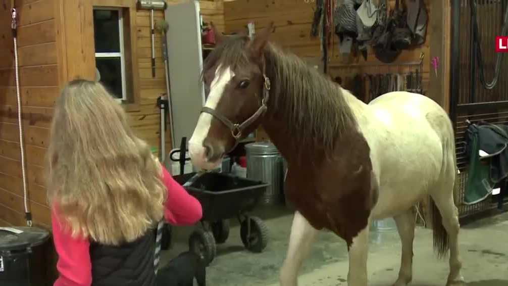 This Shelbyville group rescues high-risk horses found in KY mountains
