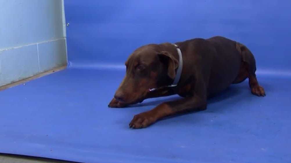 Stockton animal shelter gets new tech to help increase