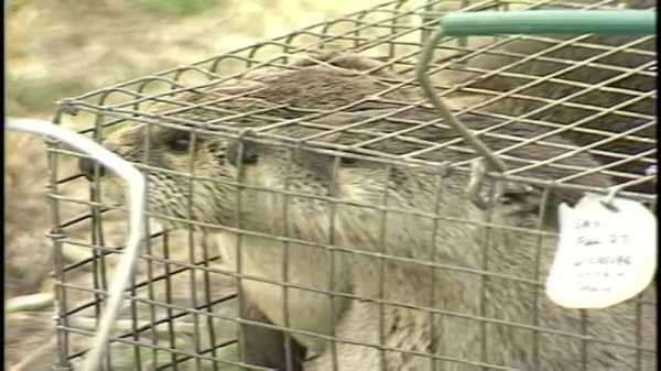 kcci archives: river otters re-introduced to iowa in wild turkey swap