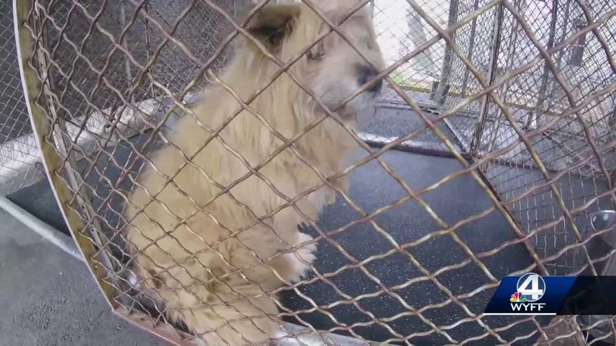 Kennels are full at an Upstate shelter