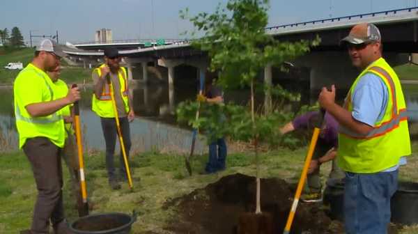 tree grown from seeds of hiroshima-surviving ginko planted in des moines