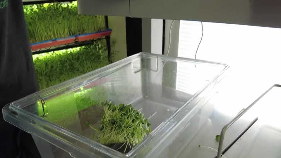 Bellevue Man Sprouts Microgreen Business While trying to Eat Better - Vimarsana News