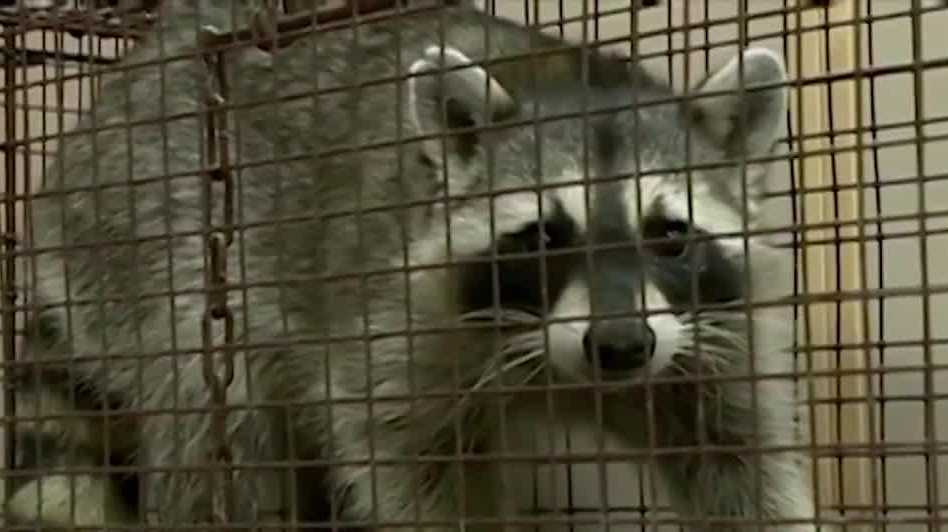 Douglas County Health Department captures, vaccinates hundreds of raccoons in effort to contain rabies strain - KETV Omaha