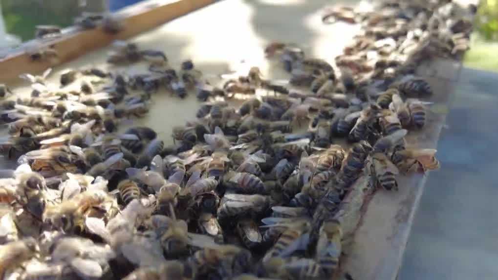 Inside the fight to save Nebraska's bees from growing colony collapse