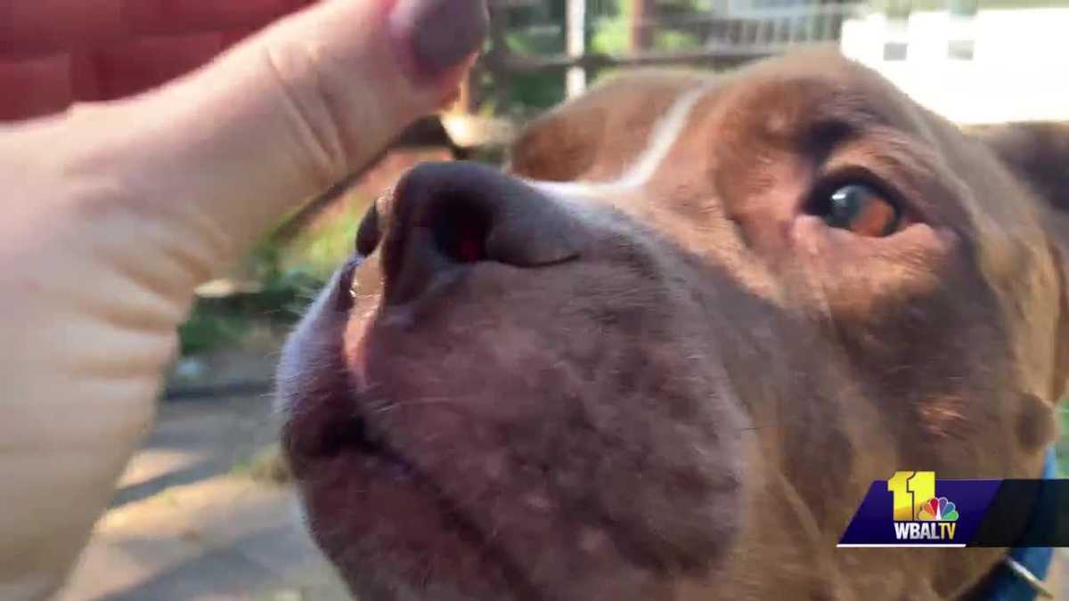 MD SPCA show Remy who needs a home