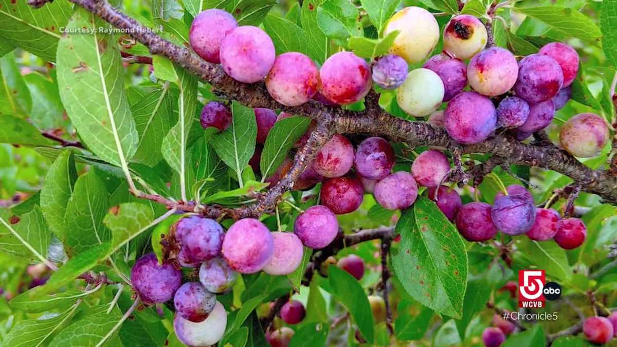 Learn how to make fresh fruit jams and jellies on Cape Cod