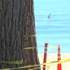 Experts race to save trees from poisoning in Lake Tahoe
