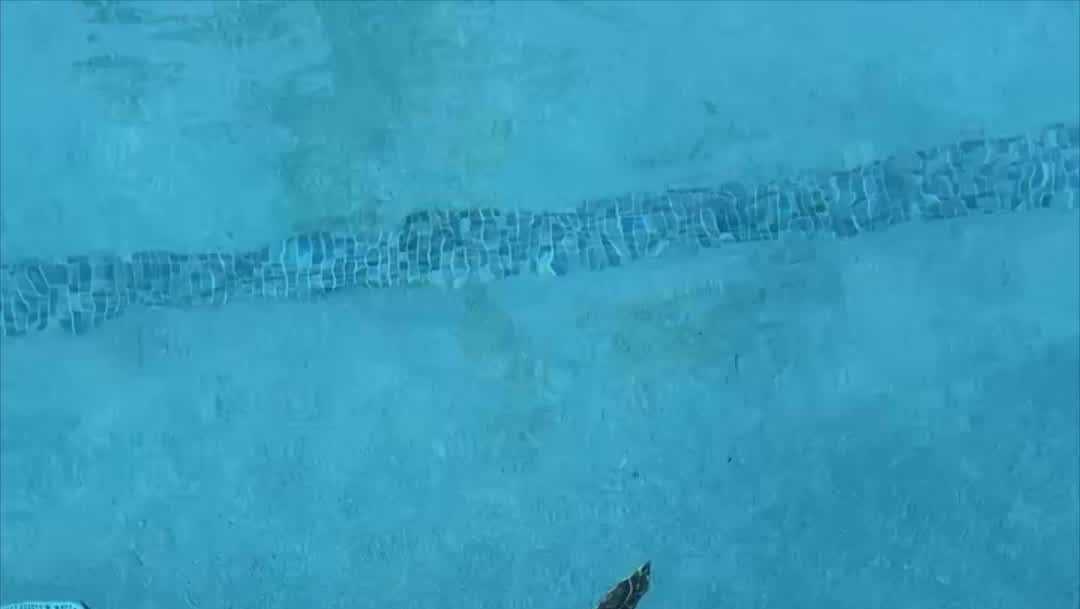 Sea turtle removed from residential pool in Florida