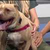 Meet Brenda, a smart dog who loves snacks, ready for adoption at the Baltimore Humane Society