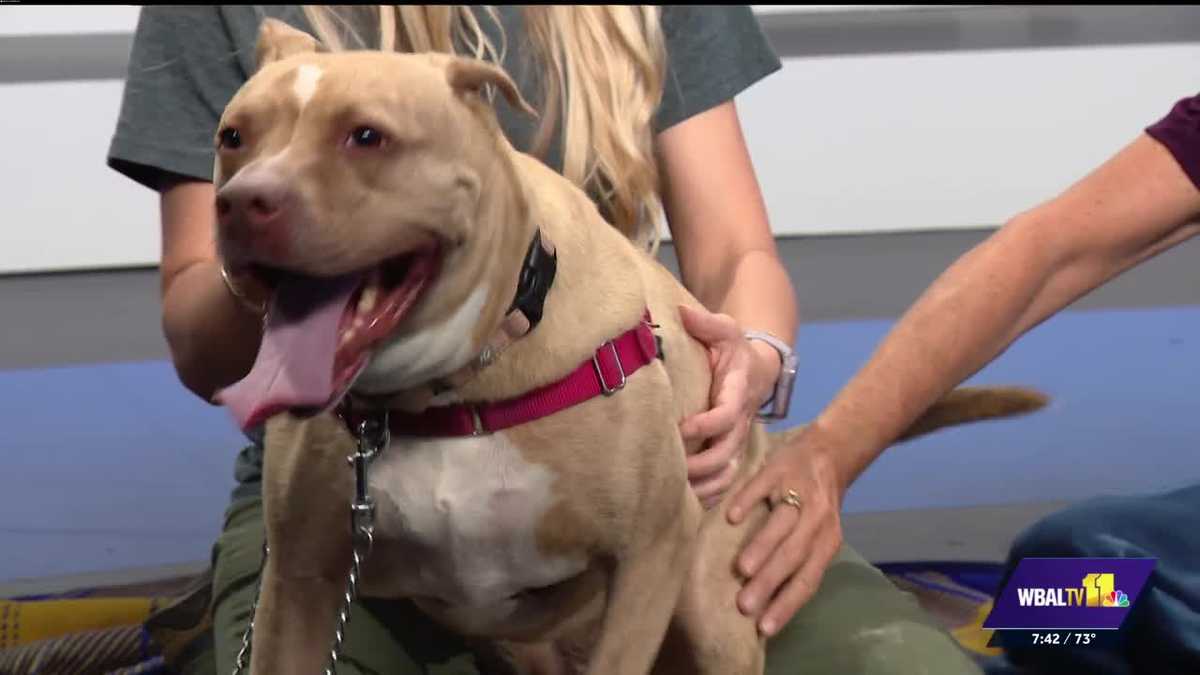 Meet Brenda, a smart dog who loves snacks, ready for adoption at the Baltimore Humane Society