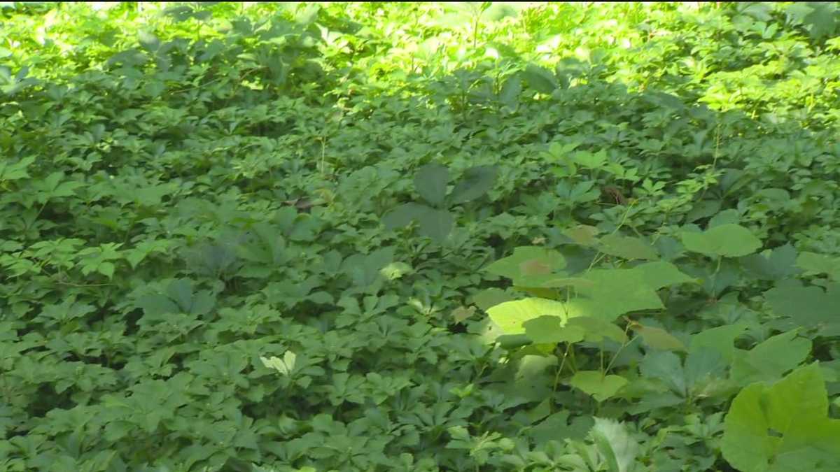 Sunday Gardener How to grow ground cover in shade