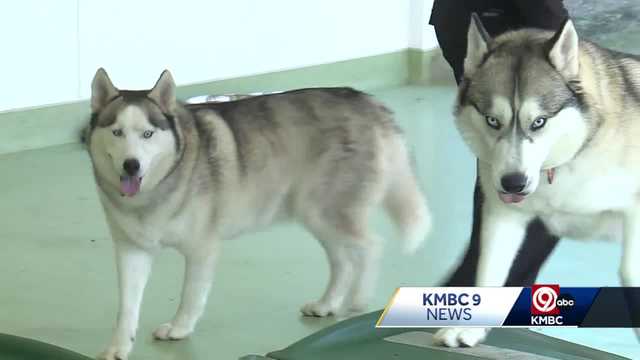Last two rescues from an Iowa puppy mill have been adopted - Vimarsana News