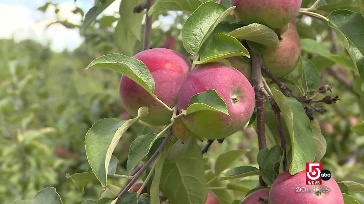 Red Apple Farm in Phillipston offers cider, barbecue and pizza - WCVB