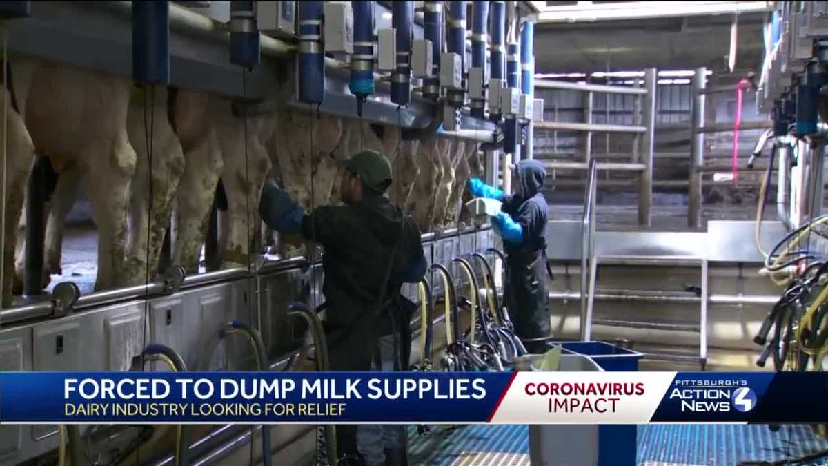 Dairy farmers asked to dump milk, due to lack of demand