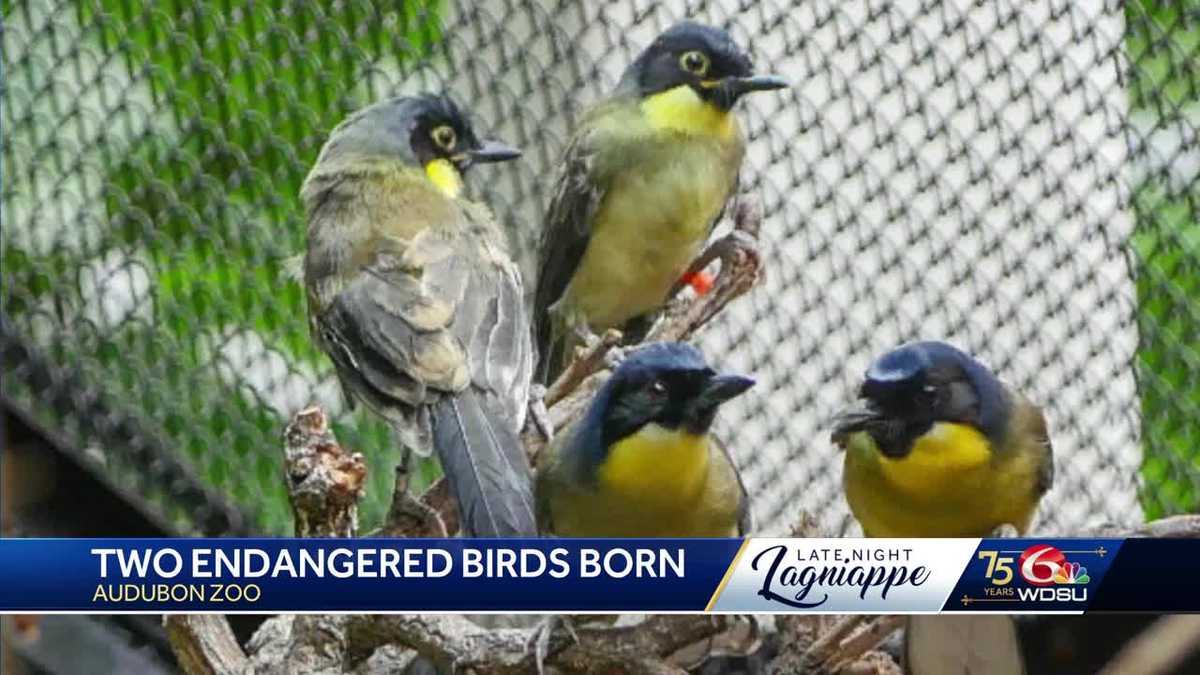 Louisiana Zoo celebrates the hatching of two endangered chicks