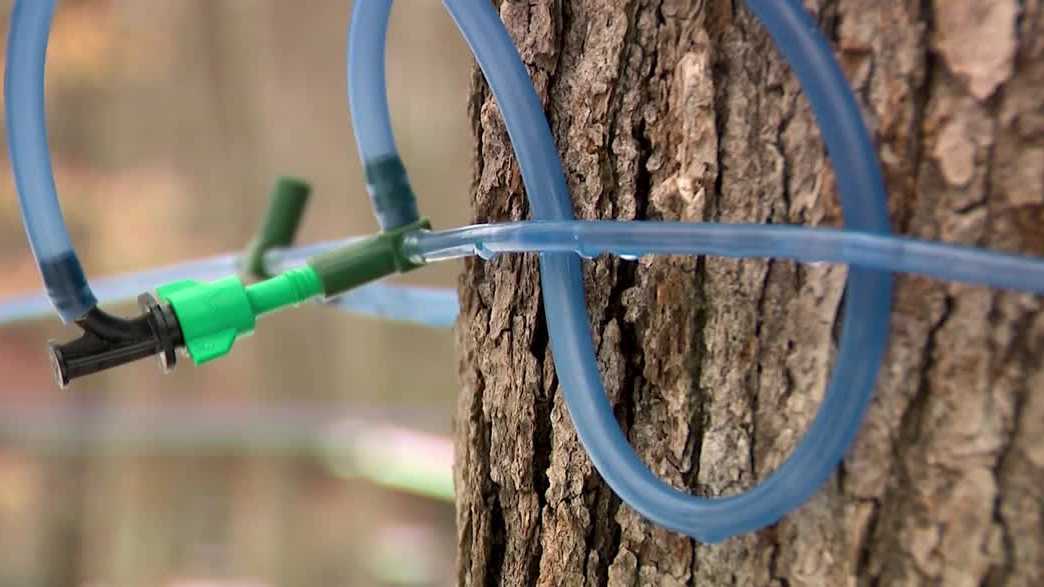 Maple syrup production ramps up in New Hampshire after cold winter