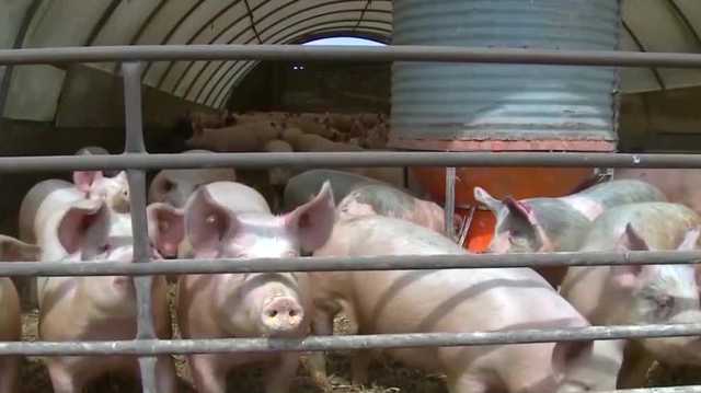 Iowa Pork Producers react after Supreme Court upholds California law - Vimarsana News