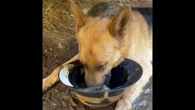 Scotts Valley Fire assists in rescue of two dogs at SRF Lightning Complex Fire - Vimarsana News