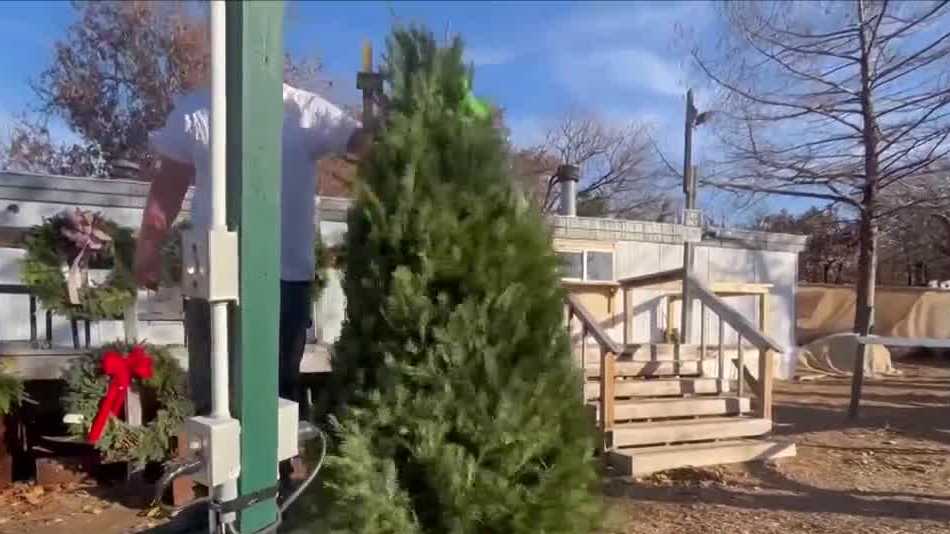 NH State Forest Nursery says Christmas tree seedlings take 710 years