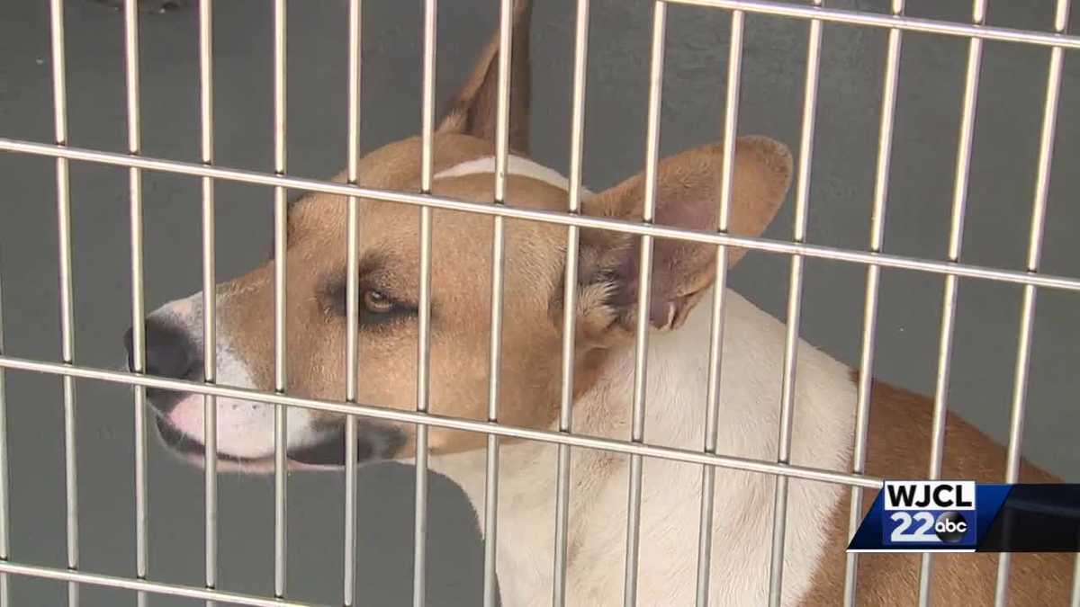 Lowcountry landlords are banning this dog breed. Now the dogs are filling  up area shelters