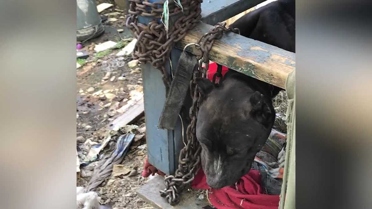 Humane society saves emaciated dog chained to porch of abandoned home