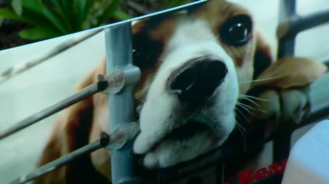 Pickleball for a cause: the Elk Grove fundraiser supporting rescued beagles