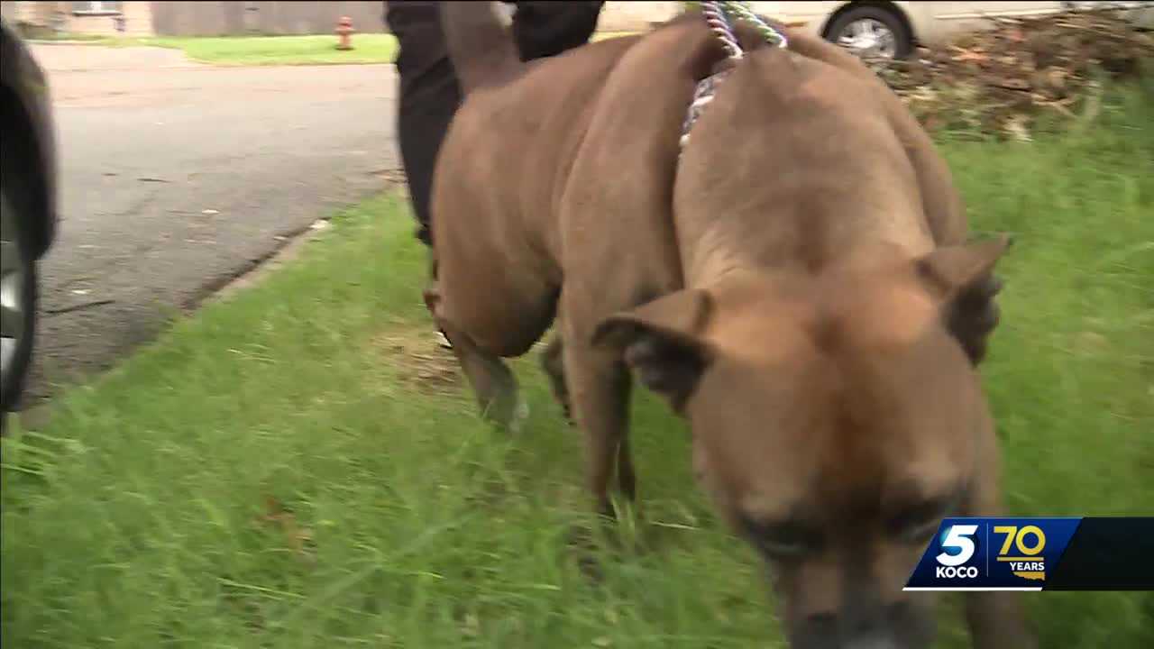 Emotional reunion as man tracks down dog in stolen car - Vimarsana News