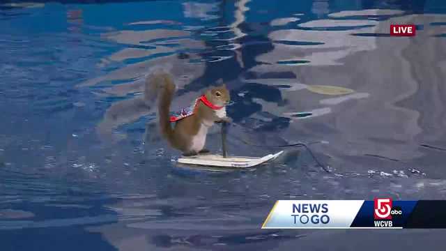 Meet Twiggy, the waterskiing squirrel - Vimarsana News
