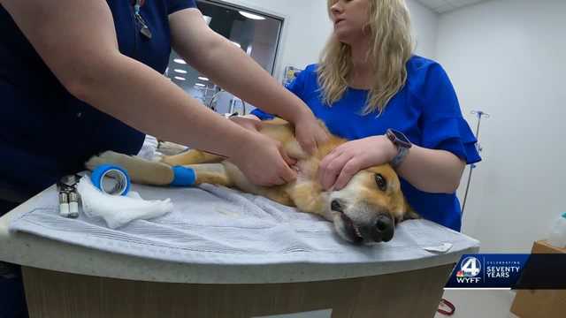 South Carolina: Dog blood donations needed to save animal lives - Vimarsana News