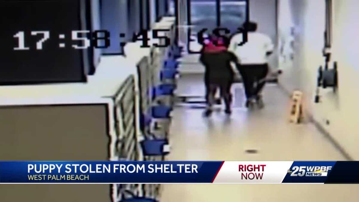 Surveillance video showed the dog being stolen from a cage.