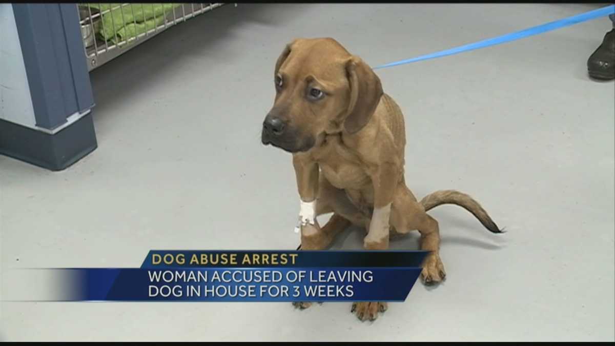 Woman accused of leaving dog in house for weeks