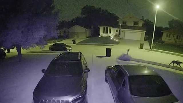 Mountain lion sighting puts southwest Omaha residents on edge - Vimarsana News