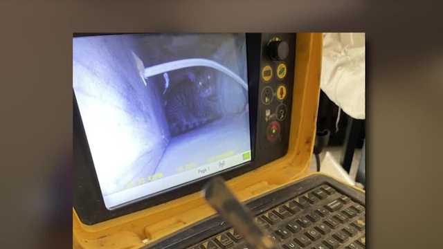 Cat survives after three weeks being stuck in a wall without food and water