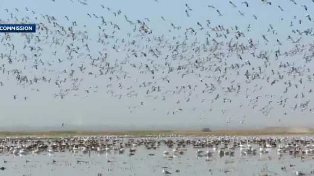 Dry spell leads to creative collaboration to help bird migration - Vimarsana News