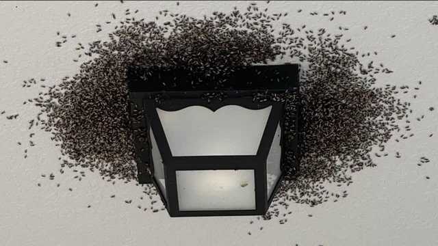 Swarms of flying ants invade homes in Golden Gate Estates - Vimarsana News