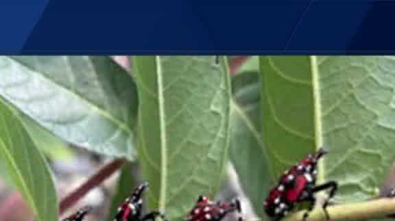 North Carolina's first sighting of spotted lanternfly in Forsyth County